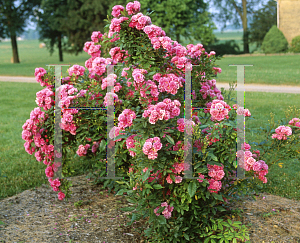 Picture of Rosa  'Belinda's Dream'