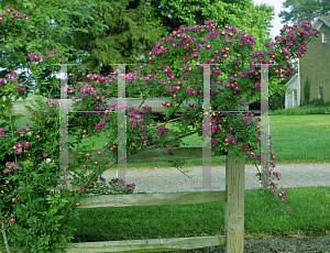 Picture of Rosa  'Veilchenblau'