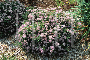 Picture of Spiraea japonica 'Little Princess'