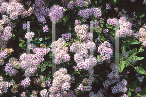 Picture of Spiraea japonica 'Little Princess'