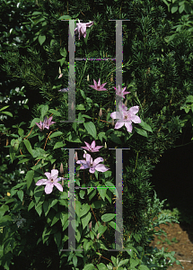 Picture of Clematis (z)(Jackmanii Group) 'Hagley Hybrid'