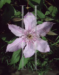 Picture of Clematis (z)(Jackmanii Group) 'Hagley Hybrid'