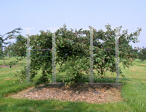 Picture of Malus  'Candymint'