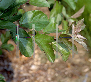 Picture of Malus  'Candymint'