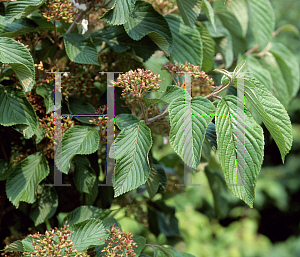 Picture of Viburnum plicatum 'Fireworks'