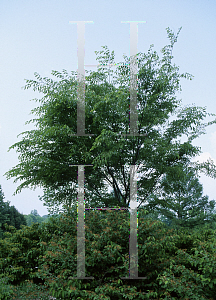 Picture of Zelkova serrata 'Illinois Hardy'