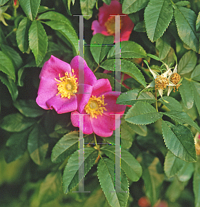 Picture of Rosa carolina 