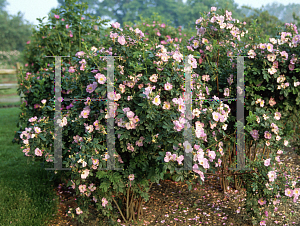 Picture of Rosa virginiana 