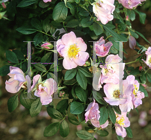 Picture of Rosa virginiana 