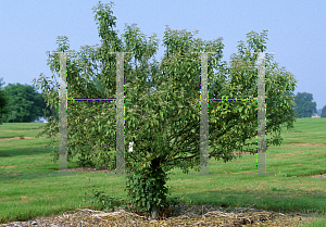 Picture of Malus  'Coral Burst'