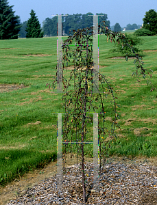 Picture of Malus  'Huber (Royal Fountian)'