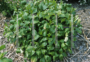 Picture of Hydrangea macrophylla 'Nigra'