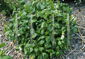 Picture of Hydrangea macrophylla 'Nigra'
