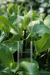 Picture of Hydrangea macrophylla 'Nigra'