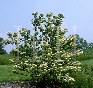 Picture of Viburnum fordiae 