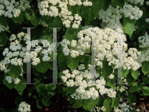 Picture of Viburnum fordiae 