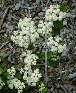 Picture of Viburnum fordiae 