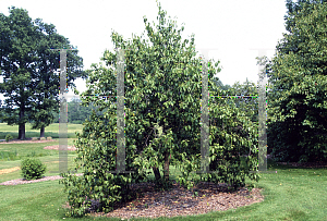 Picture of Viburnum lentago 