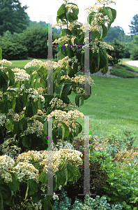 Picture of Viburnum dilatatum 'Iroquois'