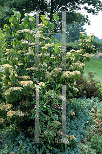 Picture of Viburnum dilatatum 'Iroquois'