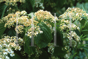 Picture of Viburnum dilatatum 'Iroquois'