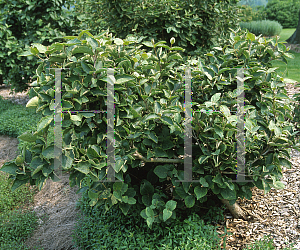 Picture of Viburnum carlesii 'Compactum'