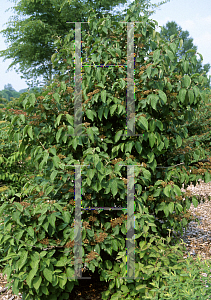 Picture of Viburnum plicatum 'Fireworks'