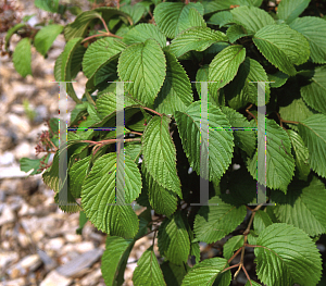 Picture of Viburnum plicatum 'Leach's Compact'