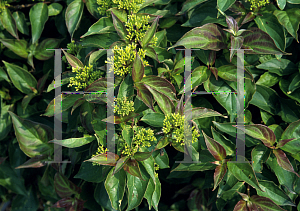 Picture of Cornus pumila 