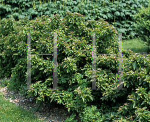 Picture of Cornus pumila 