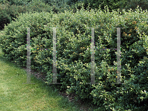 Picture of Pyracantha coccinea 'Lalandei'