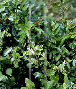 Picture of Pyracantha coccinea 'Lalandei'