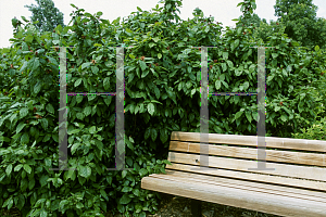 Picture of Calycanthus floridus 