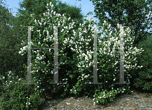 Picture of Philadelphus x virginalis 'Minnesota Snowflake'