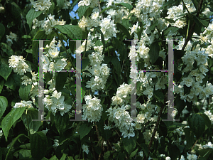 Picture of Philadelphus x virginalis 'Minnesota Snowflake'