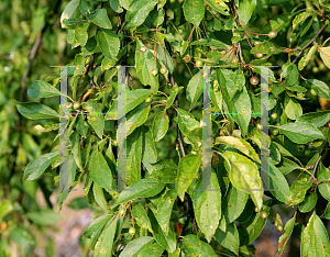 Picture of Malus  'White Cascade'