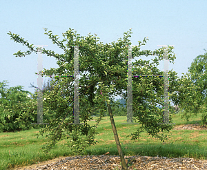 Picture of Malus sargentii 'Tina'