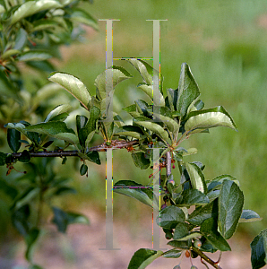 Picture of Malus sargentii 'Tina'