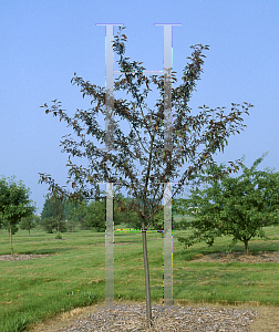 Picture of Malus  'Branzam'