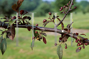 Picture of Malus  'Branzam'