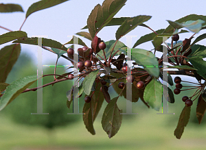 Picture of Malus  'American Triumph'