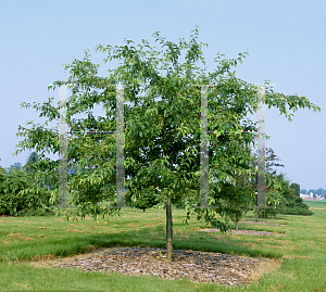 Picture of Malus  'Hozam (Holiday Gold)'