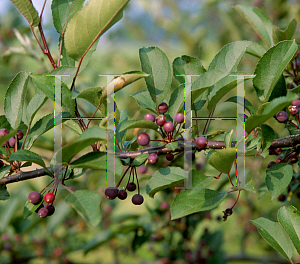 Picture of Malus  'Prairie Maid'