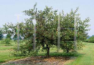 Picture of Malus  'Prairie Maid'