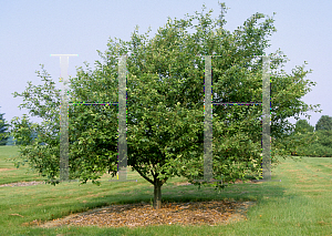 Picture of Malus  'Bob White'