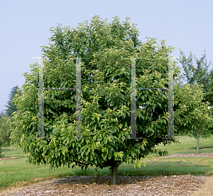 Picture of Malus  'Excalibur'