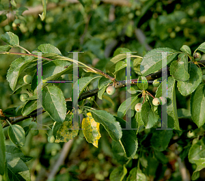 Picture of Malus  'Anne E'