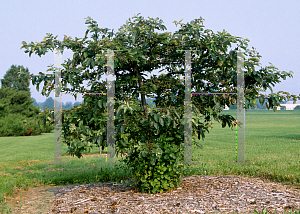 Picture of Malus  'Guinzam (Guinevere)'