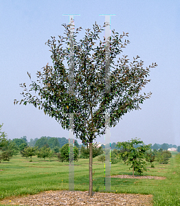 Picture of Malus  'American Spirit'