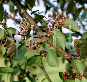 Picture of Malus  'American Spirit'